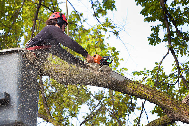 The Steps Involved in Our Tree Care Process in Judson, SC